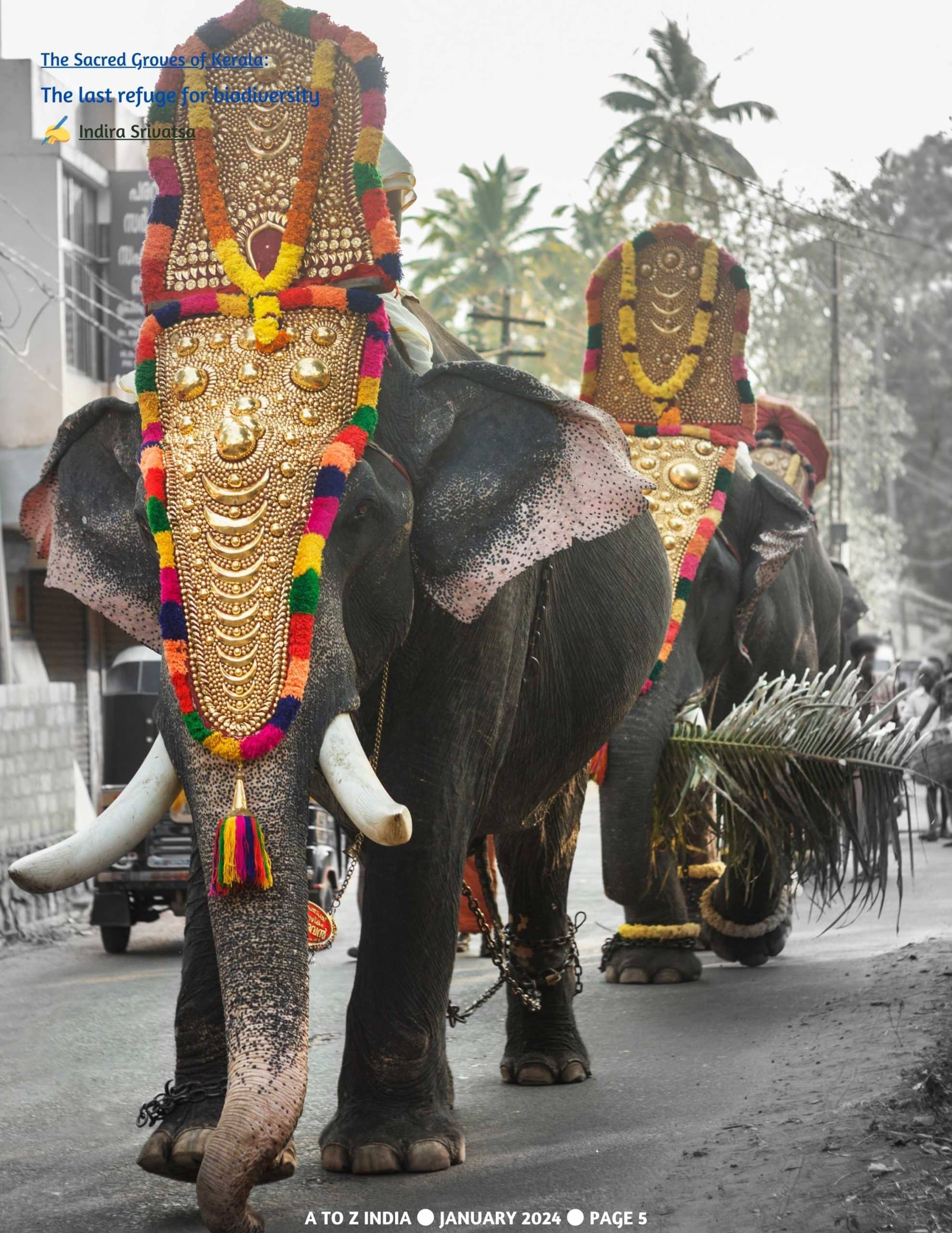 A to Z India Magazine - January 2024 - The Sacred Groves of Kerala