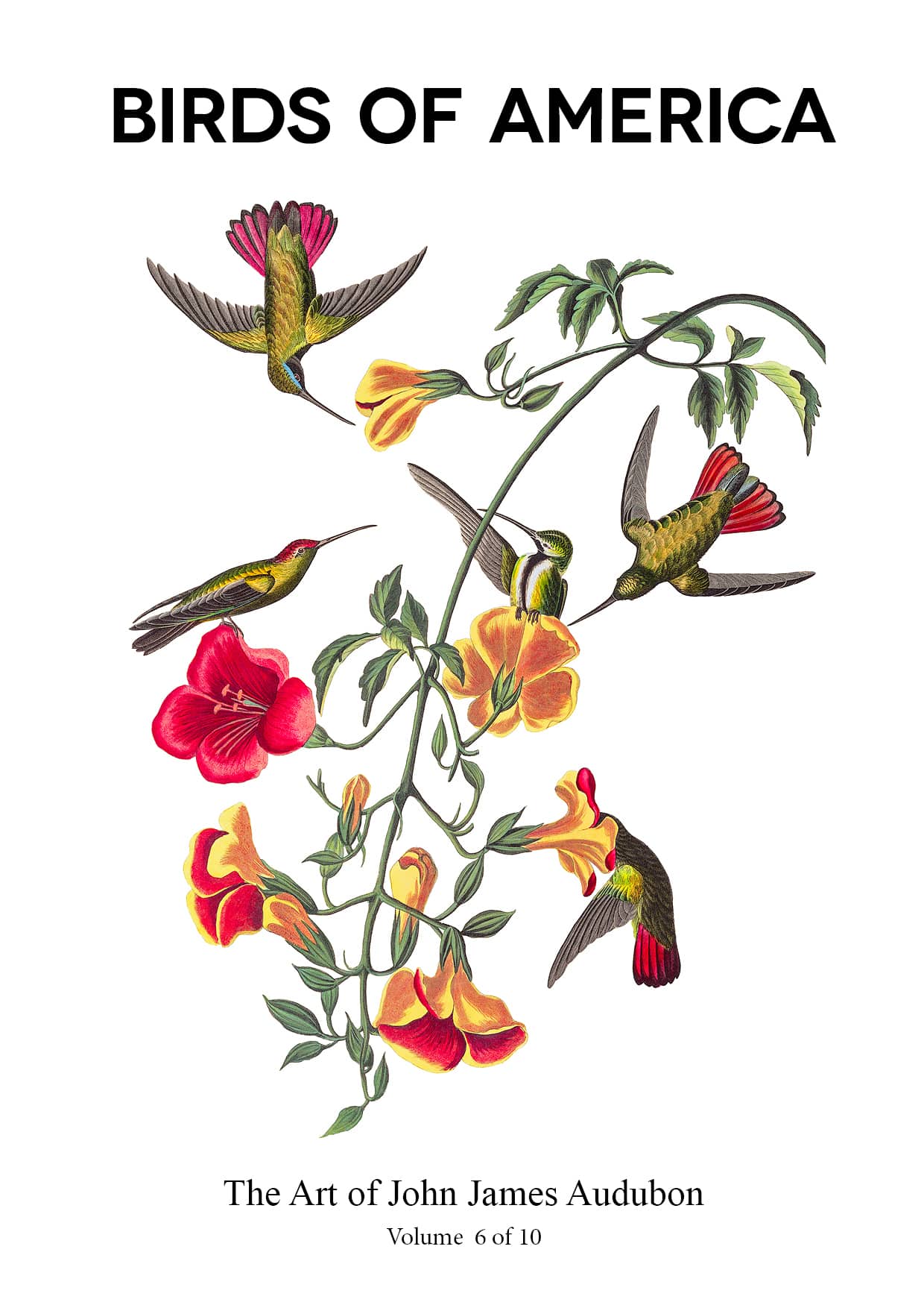 The Birds of America – John James Audubon – Volume 6 of 10