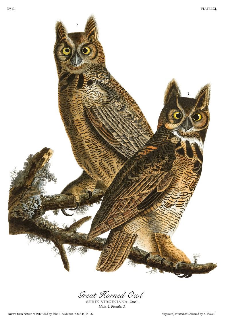 The Birds of America - John James Audubon - Volume 2 of 10