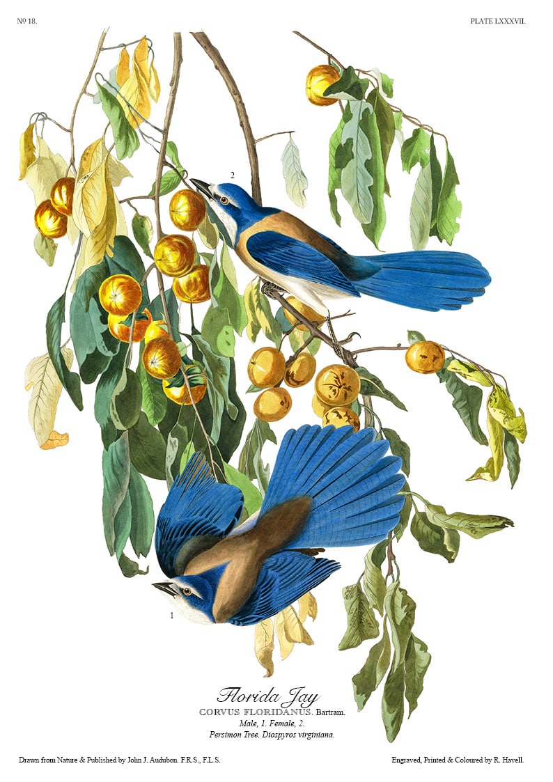 The Birds of America - John James Audubon - Volume 2 of 10